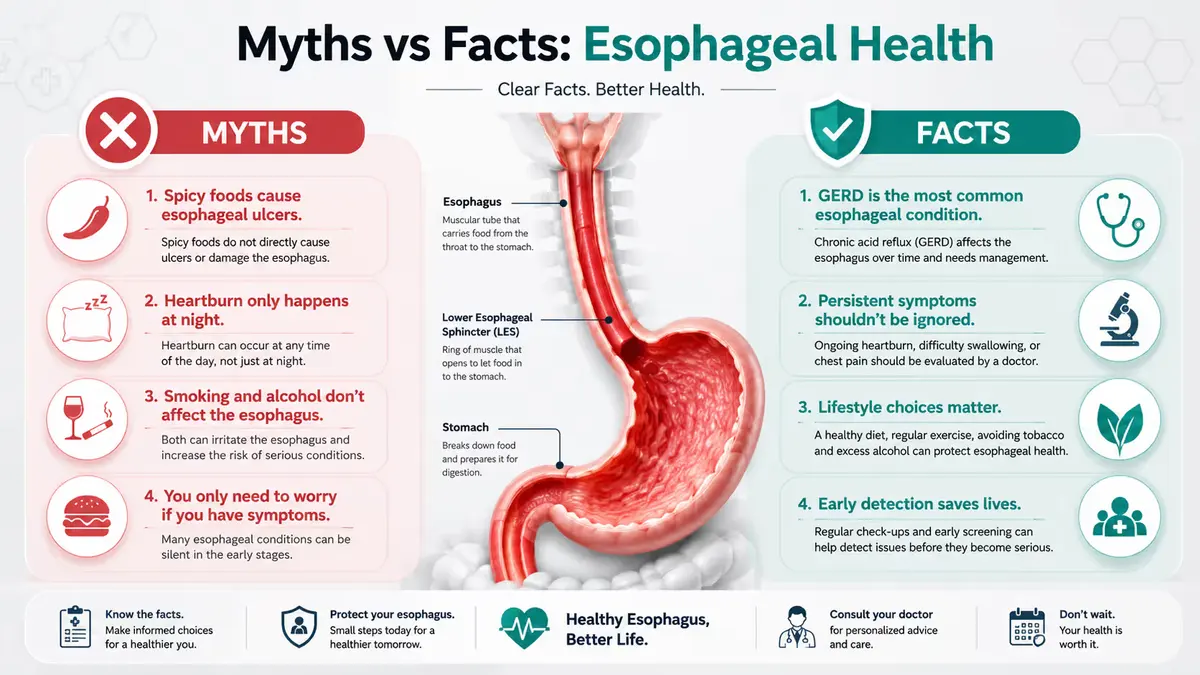 Professional medical infographic titled 'Myths vs Facts: Esophageal Health' in a 16:9 layout. The design is split vertically with a warm red 'Myths' section on the left and a teal-green 'Facts' section on the right. A detailed 3D anatomical illustration of the human esophagus and stomach is centered between the two panels. The infographic features medical icons including a microscope, stethoscope, shield checkmark, and healthy leaf, with clean typography on a light gray healthcare-themed background. Educational content highlights common misconceptions and evidence-based facts about esophageal health, GERD, symptoms, lifestyle choices, and early detection.